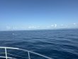 Saturday May 24th 2025 Tropical Odyssey: Spiegel Grove reef report photo 1