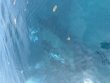 Tuesday July 22nd 2025 Tropical Odyssey: Benwood Wreck reef report photo 1