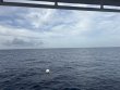 Thursday August 28th 2025 Tropical Odyssey: Spiegel Grove reef report photo 1