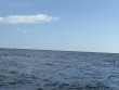 Monday September 1st 2025 Tropical Odyssey: Spiegel Grove reef report photo 1