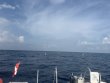 Tuesday September 9th 2025 Tropical Odyssey: Spiegel Grove reef report photo 1