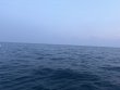 Tuesday September 9th 2025 Tropical Odyssey: Benwood Wreck reef report photo 1