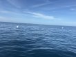 Monday October 6th 2025 Tropical Odyssey: Spiegel Grove reef report photo 1