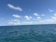 Monday October 13th 2025 Tropical Odyssey: Christ Statue reef report photo 1