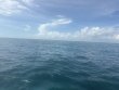 Tuesday October 28th 2025 Tropical Odyssey: Christ Statue reef report photo 1