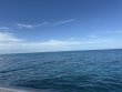 Friday November 7th 2025 Tropical Odyssey: Elbow Reef reef report photo 1