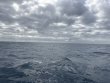 Wednesday November 12th 2025 Tropical Odyssey: Spiegel Grove reef report photo 1