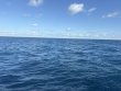 Friday November 21st 2025 Tropical Odyssey: Spiegel Grove reef report photo 1