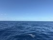 Monday December 1st 2025 Tropical Odyssey: USCGC Duane reef report photo 1