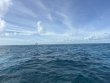 Monday December 1st 2025 Tropical Odyssey: Eagle Ray Alley reef report photo 1
