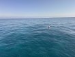 Wednesday December 3rd 2025 Tropical Odyssey: Permit Ledges reef report photo 1