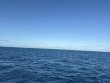 Monday December 8th 2025 Tropical Odyssey: Spiegel Grove reef report photo 1