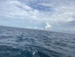 Monday December 8th 2025 Tropical Odyssey: Coral Canyons reef report photo 1