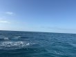 Monday December 15th 2025 Tropical Odyssey: Turtle Ledges reef report photo 1