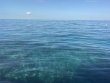 Saturday December 27th 2025 Tropical Odyssey: Christ Statue reef report photo 1