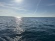 Wednesday January 1st 2025 Tropical Serenity: Captains Choice reef report photo 1