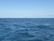 Saturday January 11th 2025 Tropical Serenity: Nine Channel reef report photo 1