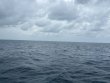 Monday February 24th 2025 Tropical Serenity: Permit Ledges reef report photo 1