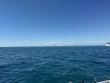 Wednesday February 26th 2025 Tropical Serenity: Nine Channel reef report photo 1