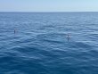 Friday February 28th 2025 Tropical Serenity: DAD - Public reef report photo 1