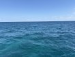 Monday March 3rd 2025 Tropical Serenity: North Star reef report photo 1