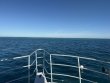Friday March 7th 2025 Tropical Serenity: Logans Run reef report photo 1