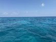 Sunday March 9th 2025 Tropical Serenity: City of Washington reef report photo 1