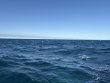 Tuesday March 11th 2025 Tropical Serenity: Eagle Ray Alley reef report photo 1
