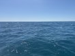 Tuesday March 11th 2025 Tropical Serenity: Benwood Wreck reef report photo 1