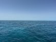 Friday May 16th 2025 Tropical Serenity: Nine Channel reef report photo 1