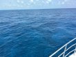 Saturday May 17th 2025 Tropical Serenity: Drift Conch Wall reef report photo 1