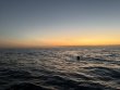 Saturday May 17th 2025 Tropical Serenity: Benwood Wreck reef report photo 1