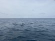 Thursday June 5th 2025 Tropical Serenity: Conch Wall North reef report photo 1