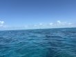 Tuesday June 10th 2025 Tropical Serenity: North Star reef report photo 1
