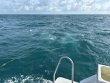 Wednesday June 18th 2025 Tropical Serenity: Benwood Wreck reef report photo 1