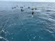 Sunday August 31st 2025 Tropical Serenity: City of Washington reef report photo 1