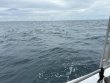 Thursday September 4th 2025 Tropical Serenity: Snapper Ledge reef report photo 1