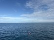 Friday September 12th 2025 Tropical Serenity: Snapper Ledge reef report photo 1