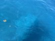 Sunday October 12th 2025 Tropical Serenity: Benwood Wreck reef report photo 1
