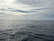 Friday November 7th 2025 Tropical Serenity: Benwood Wreck reef report photo 1