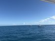 Saturday November 8th 2025 Tropical Serenity: JJs Cave reef report photo 1
