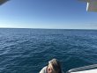 Sunday November 16th 2025 Tropical Serenity: Christ Statue reef report photo 1