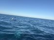 Monday November 17th 2025 Tropical Serenity: Benwood Wreck reef report photo 1