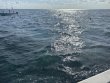 Monday November 24th 2025 Tropical Serenity: Christ Statue reef report photo 1