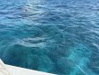 Wednesday November 26th 2025 Tropical Serenity: Molasses Reef reef report photo 1