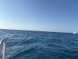 Saturday December 20th 2025 Tropical Serenity: Donut Hole reef report photo 1