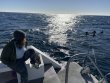 Friday February 6th 2026 Tropical Adventure: Benwood Wreck reef report photo 1