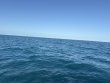 Friday February 20th 2026 Tropical Adventure: Snapper Ledge reef report photo 1
