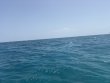 Friday July 10th 2026 Tropical Adventure: Coral Canyons reef report photo 1