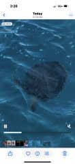 Thursday January 1st 2026 Tropical Destiny: Benwood Wreck reef report photo 1